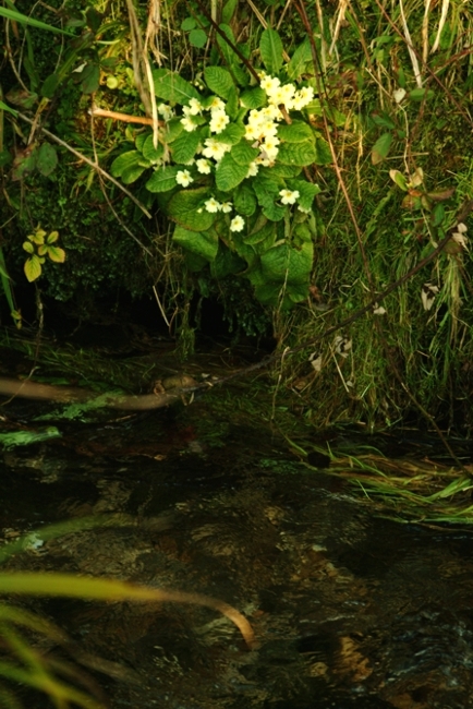 Riserva Regionale Lago di Posta Fibreno